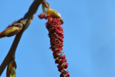Populus androscoggin - topol Androscogův - květenství